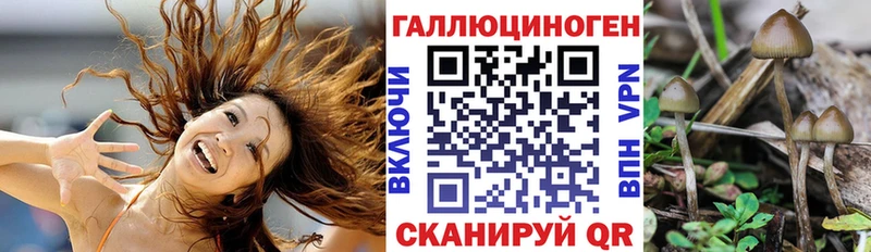Псилоцибиновые грибы Psilocybine cubensis  Бор 